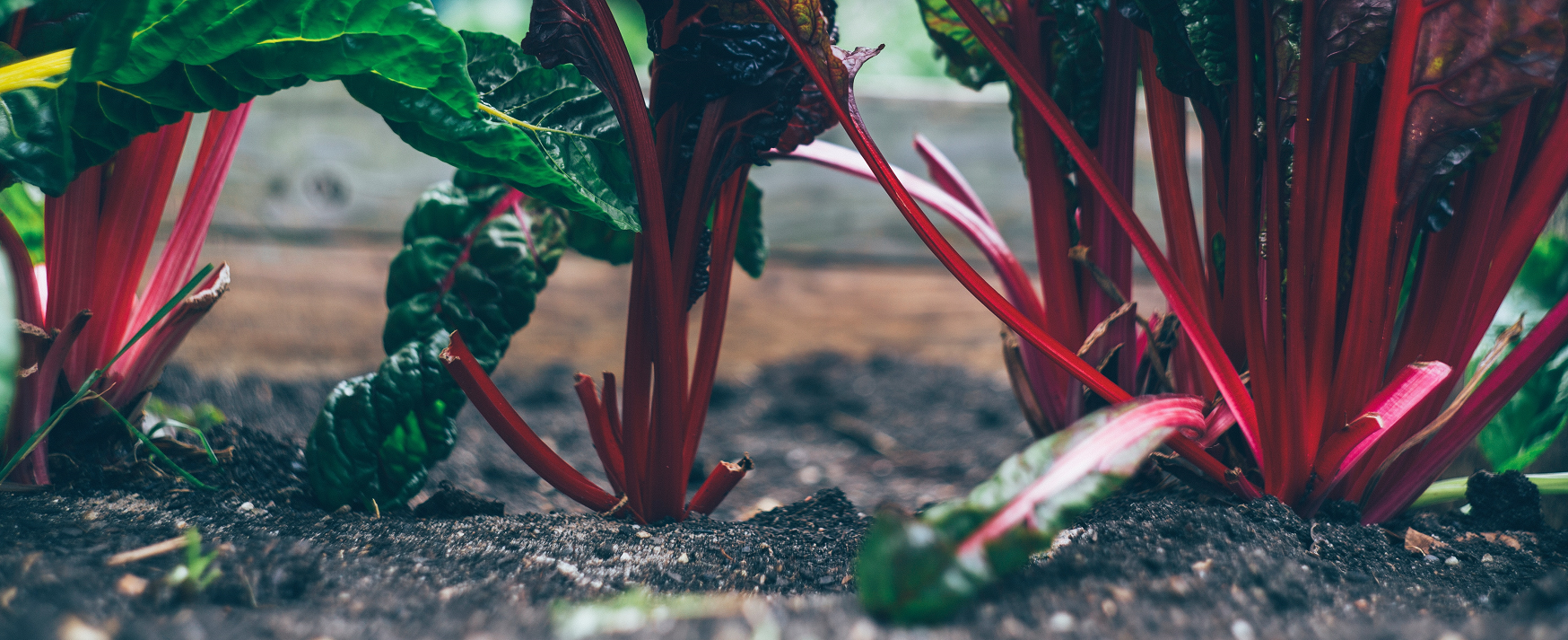 red plants